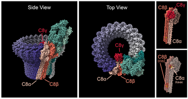 NEI: Extremely Rare Gene Variants Point to a Potential Cause of AMD image