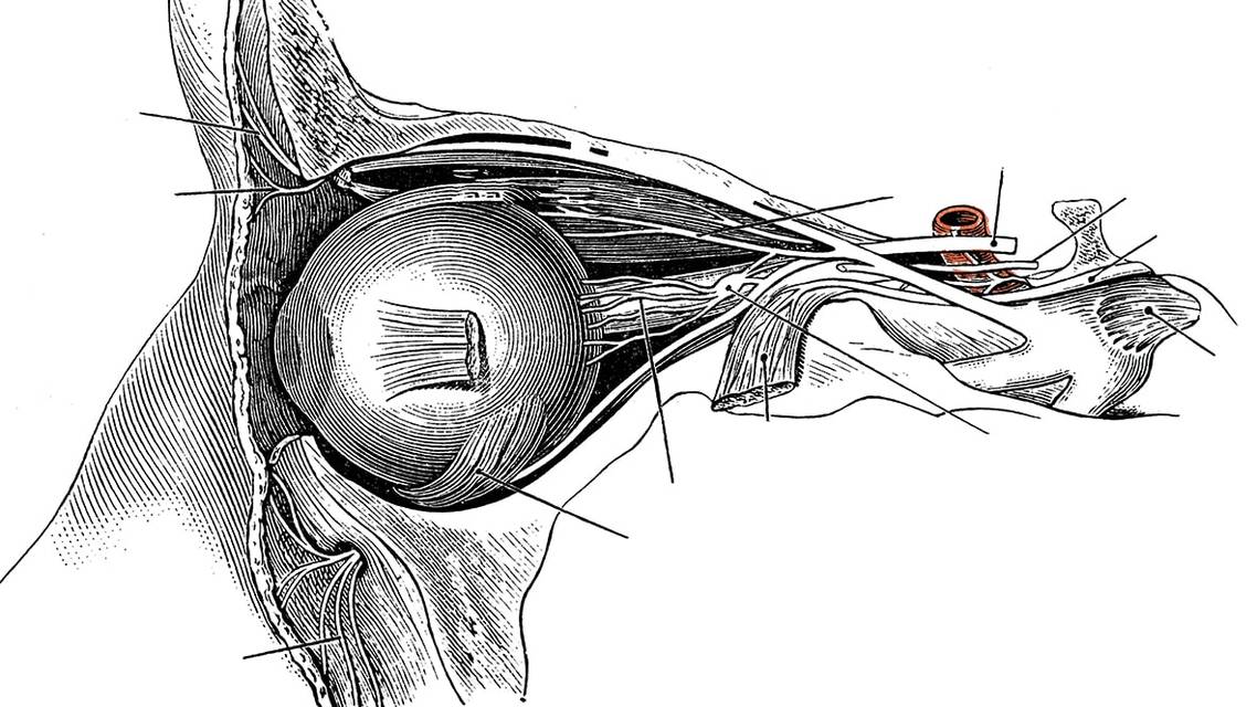 Orbital Disorders