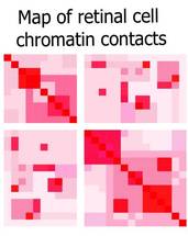 3D Map Reveals DNA Organization Within Human Retina Cells image