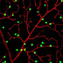Researchers Detail How Neurons Build a 3-D Vascular Structure to Keep the Retina Healthy image