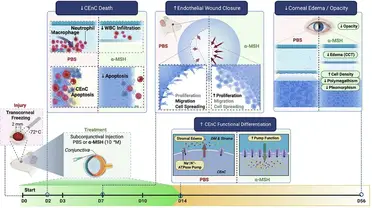 Study Indicates a Potential Treatment for Corneal Endothelial Disease, Reducing the Need for Corneal Transplants image