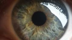 Unraveling the Role of Accessory Lacrimal Glands