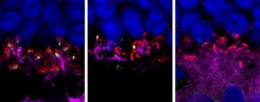 Penn Researchers Develop Gene Therapy that Restores Dim-Light Vision in Dogs image