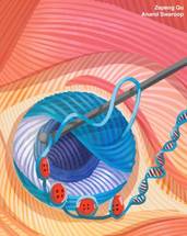 NEI Study Shows How Genes in Retina Get Regulated During Development image