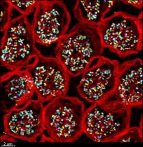 Study Uncovers Novel Synaptic Intricacies Inside the Retina image