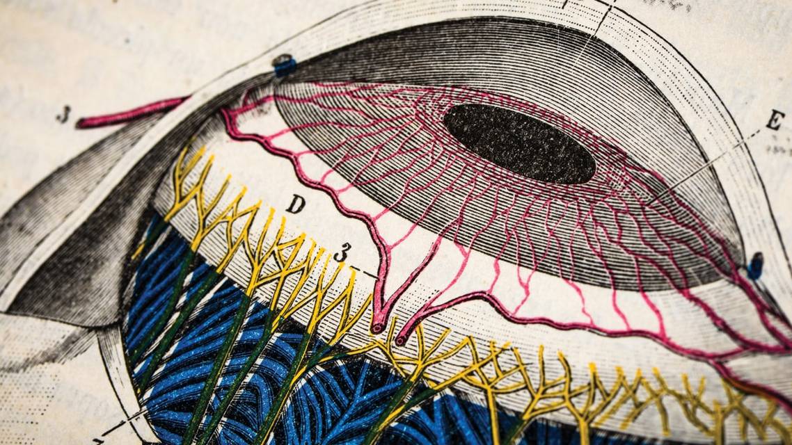 The Parasympathetic Nervous System and DED