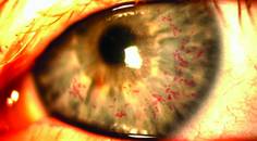 Pseudodendrites Not Pseudoscience