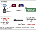 Current and Future Glaucoma Management An Update on Existing Options and the Therapeutic Pipeline