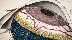 The Parasympathetic Nervous System and DED