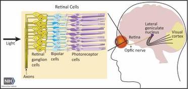 NIH Researchers Identify Brain Circuits Responsible for Visual Acuity image