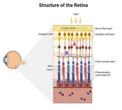 Scientists Use Gene Editing to Treat Retinitis Pigmentosa in Mice image