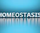 Contact Lenses and Ocular Homeostasis