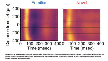 Resolving a Seeming Contradiction, Study Advances Understanding of Visual Recognition Memory image
