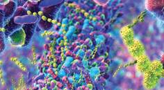 The Gut of the Matter AMD