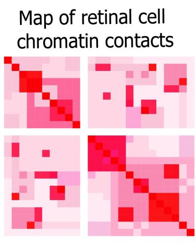 3D Map Reveals DNA Organization Within Human Retina Cells - - Modern ...